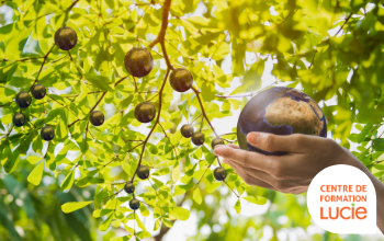 Arbre fruitier de petites terres, dont une cueillit par une main