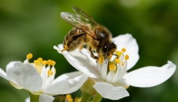 connaissance-vision-biodivsersite-agence-lucie référentiel partie connaissance et vision sur la biodivsersité - Agence LUCIE